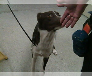Border Collie-Unknown Mix Dogs for adoption in Fort Collins, CO, USA