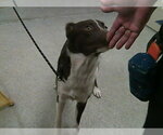 BROWNIE DIAZ - Female Border Collie-Unknown Mix Dog for Adoption - Small photo