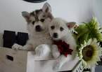 Small Photo #3 Pomsky Puppy For Sale in MANKATO, MN, USA