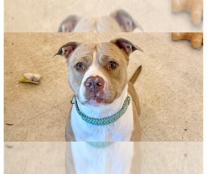 Nova Noodle - Female Catahoula Leopard Dog-Unknown Mix Dog for Adoption - Photo #3