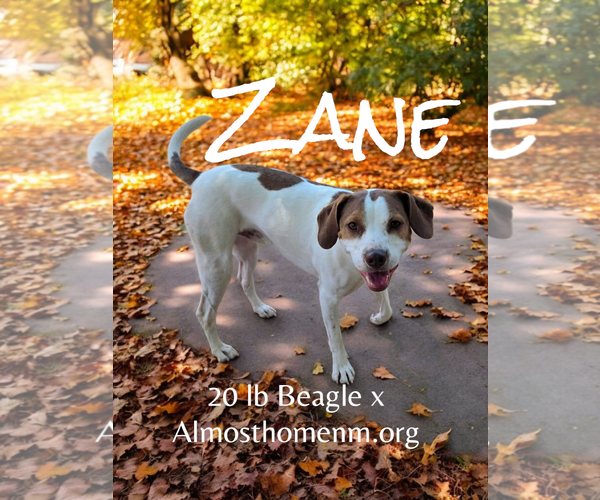 Medium Photo #5 Beagle-Unknown Mix Puppy For Sale in Peralta, NM, USA