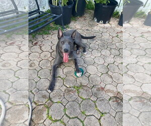 Mutt Dogs for adoption in Miami, FL, USA