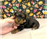 Small #1 Yorkshire Terrier