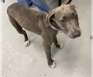 American Staffordshire Terrier Dogs for adoption in Waco, TX, USA