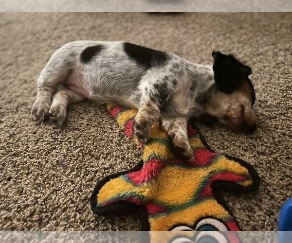 Medium Photo #2 Dachshund Puppy For Sale in TERRELL, TX, USA