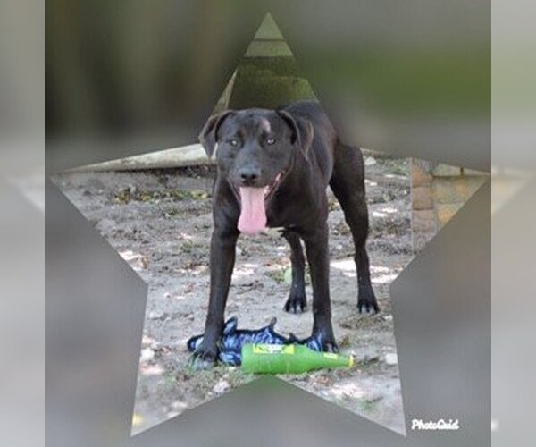 Medium Photo #4 Labrador Retriever-Unknown Mix Puppy For Sale in San Leon, TX, USA