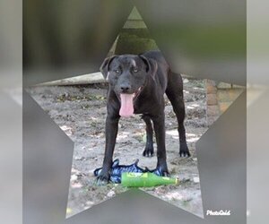 Choco - Male Labrador Retriever-Unknown Mix Dog for Adoption - Photo #4