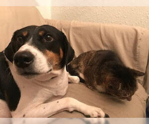 Bette aka Rabbit - Female Mutt Dog for Adoption - Photo #7