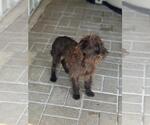 Small #2 Mutt