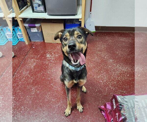 Medium Photo #12 Mutt Puppy For Sale in Fargo, ND, USA