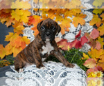 Puppy Buster Boxer