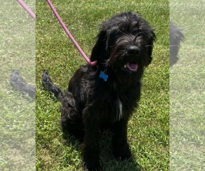 Bluetick Coonhound-Poodle (Standard) Mix Dogs for adoption in Rustburg, VA, USA