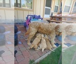 Small Photo #5 Goldendoodle Puppy For Sale in CENTENNIAL, CO, USA
