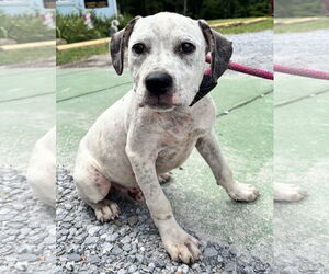 American Pit Bull Terrier-Unknown Mix Dogs for adoption in Rustburg, VA, USA