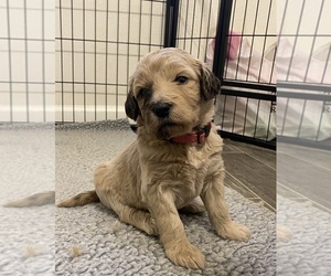 Goldendoodle Puppy for sale in SACRAMENTO, CA, USA