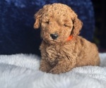 Small #5 Goldendoodle (Miniature)