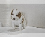 Puppy Lizzy Bernedoodle