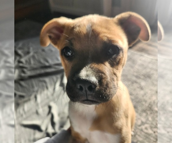 Medium Photo #2 Boxer-Unknown Mix Puppy For Sale in Shermans Dale, PA, USA
