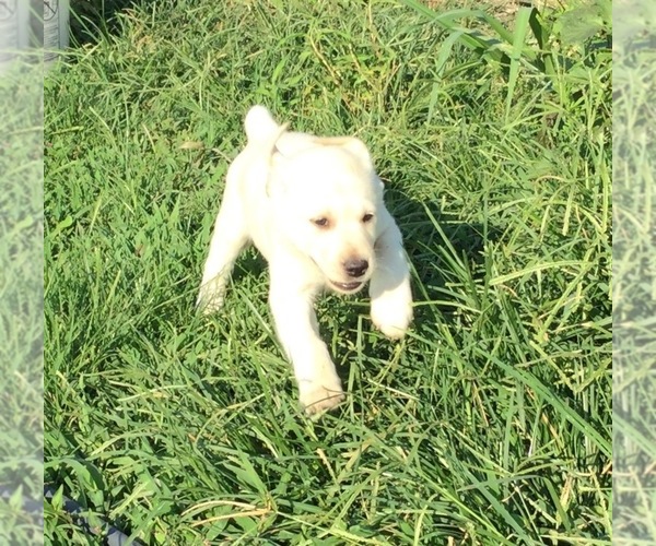 Medium Photo #1 Labrador Retriever Puppy For Sale in MANES, MO, USA