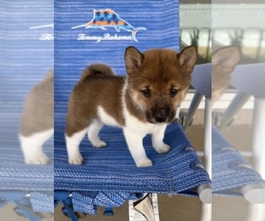 Medium Shiba Inu