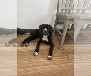 Cane Corso Puppy for sale in SUFFOLK, VA, USA