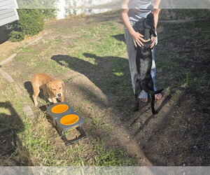 Naylani - Female Labrador Retriever-Unknown Mix Dog for Adoption - Photo #5