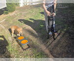 Small Photo #5 Labrador Retriever-Unknown Mix Puppy For Sale in Sandy, UT, USA