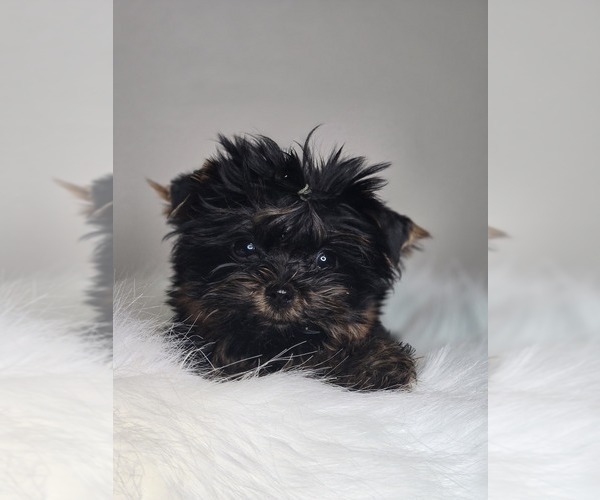 Medium Photo #9 Yorkshire Terrier Puppy For Sale in ELMHURST, IL, USA
