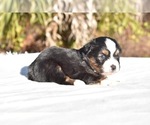 Small #3 Miniature American Shepherd