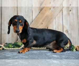 Father of the Dachshund puppies born on 07/04/2025