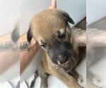 Small Black Mouth Cur Mix