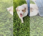 Small Photo #4 Australian Shepherd Puppy For Sale in COULTERVILLE, CA, USA
