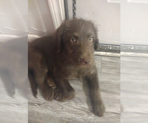Labradoodle Puppy for sale in NORMAN, OK, USA