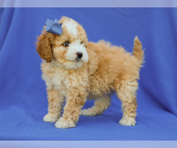 Medium Photo #4 Cavapoo (Miniature) Puppy For Sale in LIBERTY, KY, USA