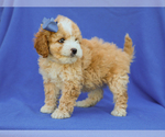 Small #3 Cavapoo (Miniature)