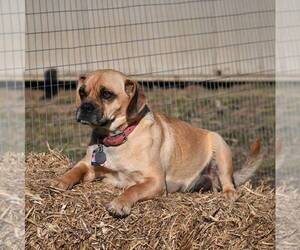 Mother of the Pug-Puggle Mix puppies born on 01/15/2022