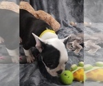 Small Photo #6 Faux Frenchbo Bulldog Puppy For Sale in COFFEYVILLE, KS, USA