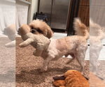 Small #6 Shih Tzu
