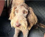 Small #1 Poodle (Standard) Mix