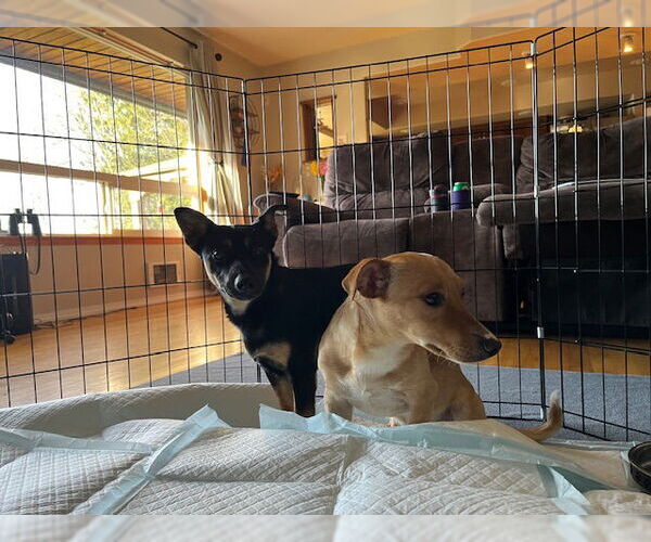 Medium Photo #5 Dachshund-Unknown Mix Puppy For Sale in Arlington, WA, USA