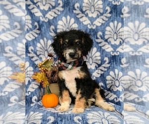 Bernedoodle (Miniature) Puppy for Sale in OXFORD, Pennsylvania USA