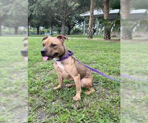 American Pit Bull Terrier Dogs for adoption in Vero Beach, FL, USA