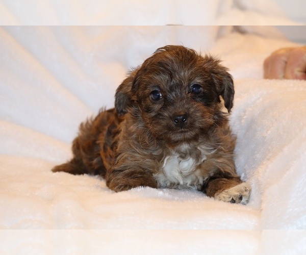 Medium Photo #8 Yorkiepoo mix (+ Poodle Toy) Puppy For Sale in DYERSBURG, TN, USA