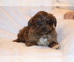 Small #7 Yorkiepoo mix (+ Poodle Toy)