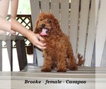Small #2 Cavapoo