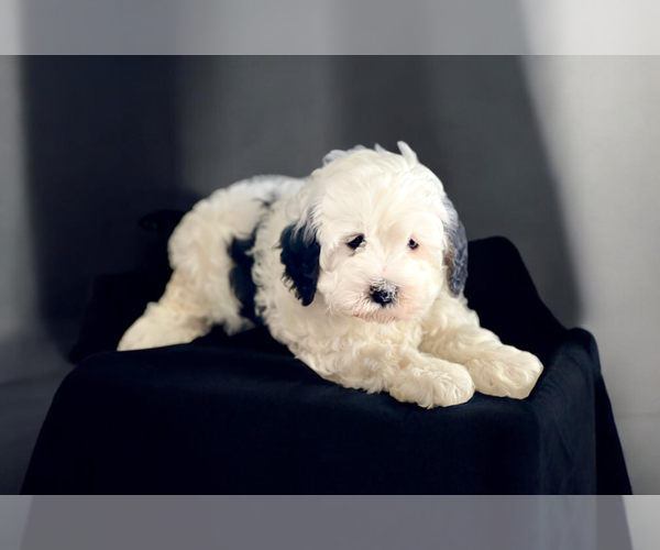 Medium Photo #2 Bernedoodle (Miniature) Puppy For Sale in DUNDEE, OH, USA