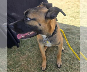 River Roo - Male Boxer-Unknown Mix Dog for Adoption - Photo #6