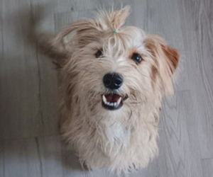 Bo-Dach-Schnauzer (Standard) Mix Puppy for sale in FRISCO, TX, USA