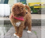 Small #2 Miniature Labradoodle