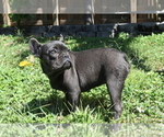 Small Photo #9 French Bulldog Puppy For Sale in HOLLYWOOD, FL, USA